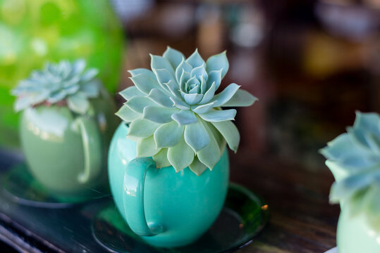 succulent plant in tea pot