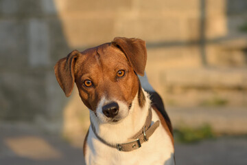 Dog breed Jack Russell Terrier looks into the distance front view, close-up. The look of a hunting Terrier.