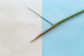 A stem of grass on white and pastel blue paper