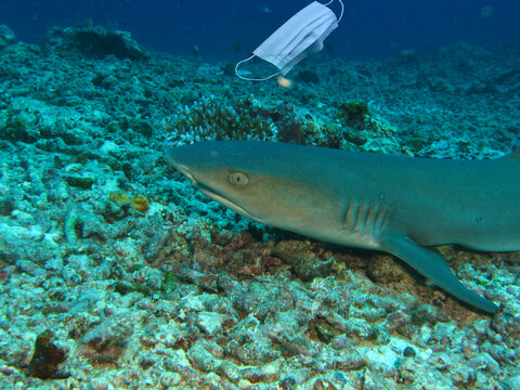 shark calf near a surgical mask thrown overboard. Photo manipulation of ocean pollution and improper disposal of surgical masks during the coronavirus pandemic.