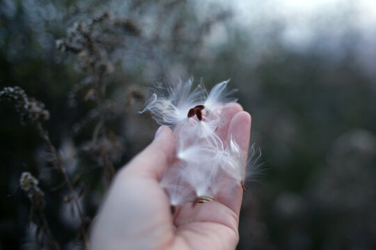 Handfull Of Milkweed