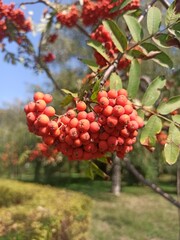 red berries on a branch