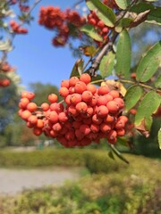 red apples on a tree
