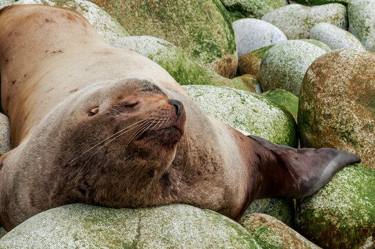 Steller's Sea Lion (Eumetopias jubatus) at hauling-out, Chowiet Island, Semidi Islands, Alaska, USA
