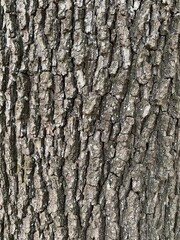 Baumstamm, Rinde, Grau