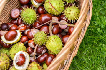 Kastanien im Korb