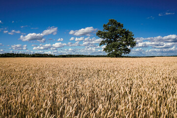 single oak tree in a rye/wheat field with blue sky in the background