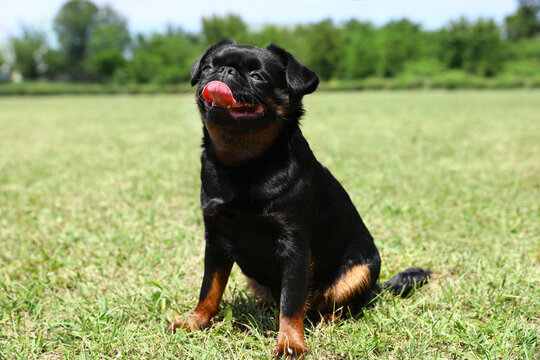 Adorable black Petit Brabancon dog sitting on green grass outdoors