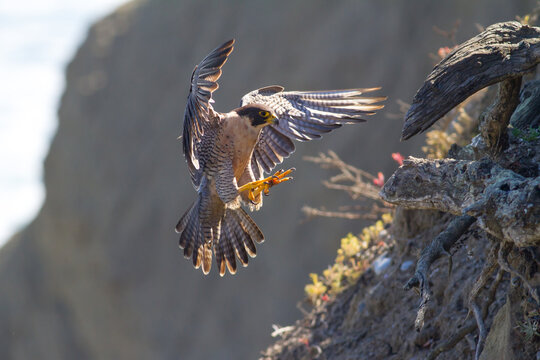 Peregrine Landing