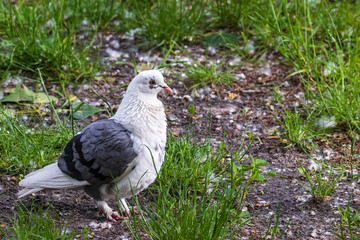 A magnificent white dove. The beauty of white doves in the park. City birds.
