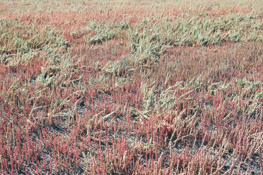 Noxious weeds in desert