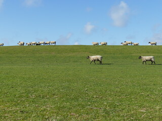 sheep on the dyke - 380007754