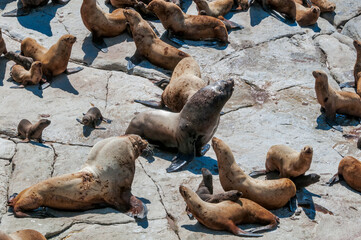 Fototapeta premium Steller's Sea Lions (Eumetopias jubatus) at colony, Chowiet Island, Semidi Islands, Alaska, USA