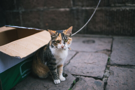 Bound cat