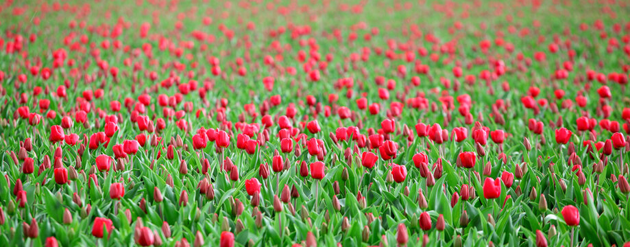 Field of tulips panorama