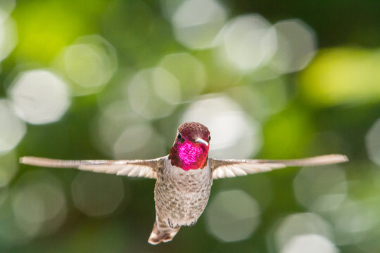 Hummer Bling