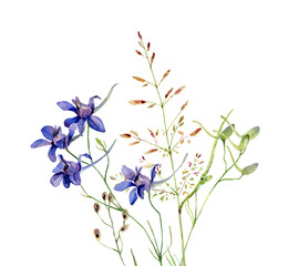 Watercolor blue wild flower on white background