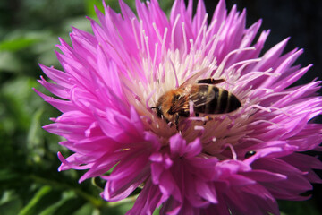 wasp on a flower