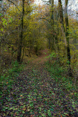 Autumn trail. A path through a autumnal forest. Alley with trees without leaves.