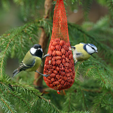 Birds on peanuts in Christmas tree