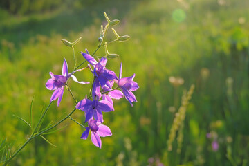 purple flowers in the field