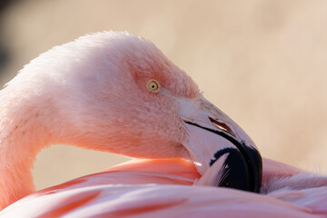Fototapeta premium Close up image of pink gentle flamingo in sunlight. Beppu, Japan