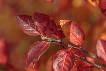 Autumn colorful leaves as background. Modern texture. Abstract template for text and design.