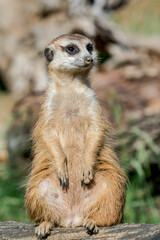 Meerkat (Suricata suricatta)