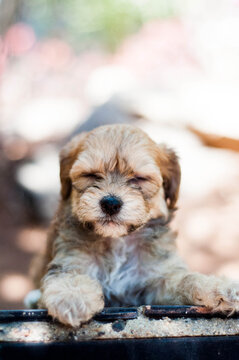 Young and fluffy little puppy standing