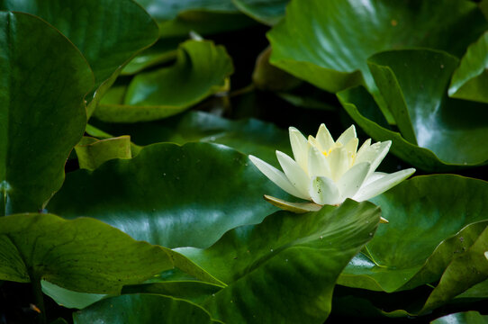 The yellow and white water lily.