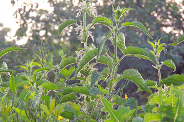 flowers in the meadow. wildflowers