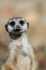 Meerkat (Suricata suricatta)