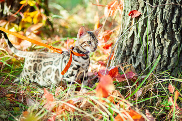 Bengal cat walks through the autumn forest.
