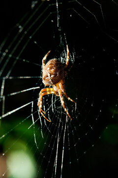 Garden spider sitting in center of web