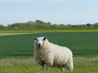 sheep on the dyke - 380012326
