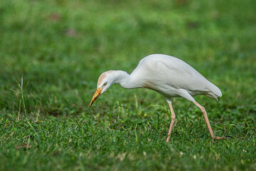 Cattle Egret