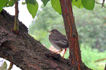 little sparrow chick