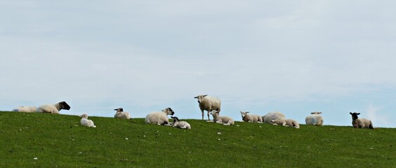 sheep on the dyke - 380012956