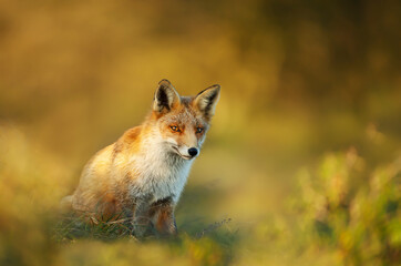 Portrait of a red fox against colorful background