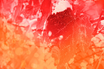 Autumn grape leaves background. Gradient transition of red and orange, bokeh. Place for text.