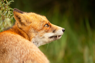 Portrait of a red fox showing a tooth