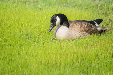 Canada Goose
