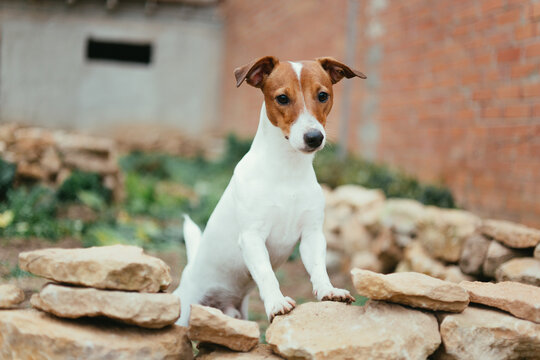 dog enjoying in the garden