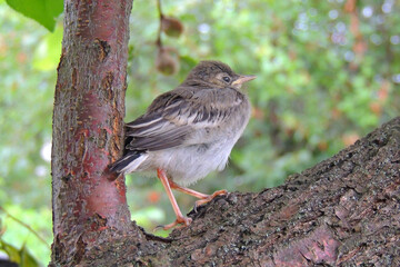 little sparrow chick