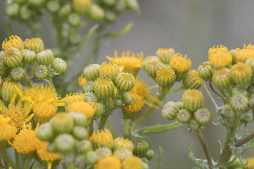 Senecio species plant with medicinal properties of medium size and intense yellow flowers on erect green stems and unfocused green background