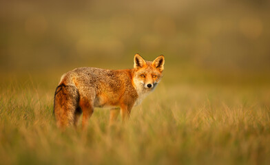 Red fox in autumn against yellow background