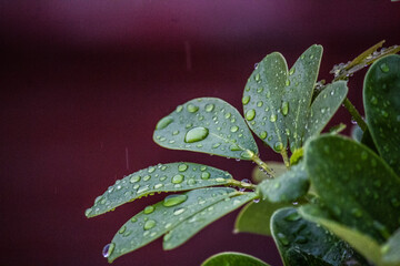 rain in the leaf