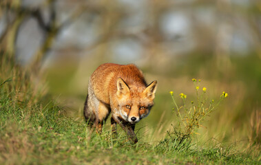 Red fox standing on green grass