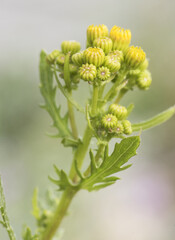 Senecio species plant with medicinal properties of medium size and intense yellow flowers on erect green stems and unfocused green background