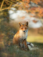 Fototapeta premium Lis rudy siedzi pod drzewem jesienią